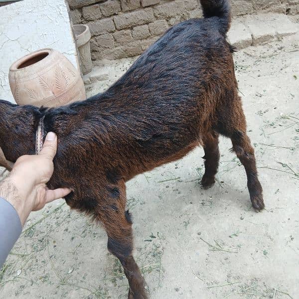 bakra, 2 Bakray bachy 3