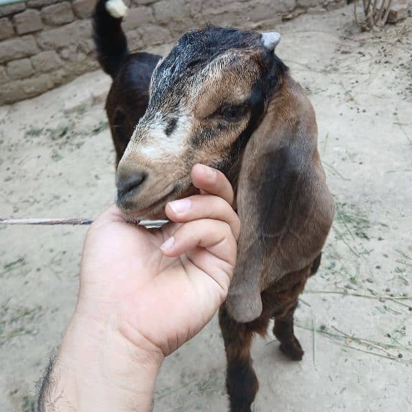 bakra, 2 Bakray bachy 4