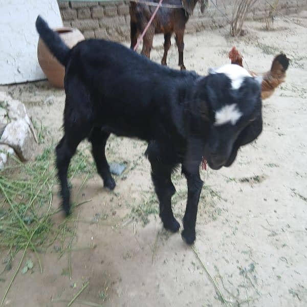 bakra, 2 Bakray bachy 5