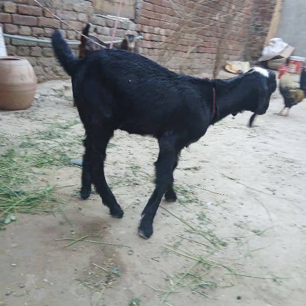 bakra, 2 Bakray bachy 6