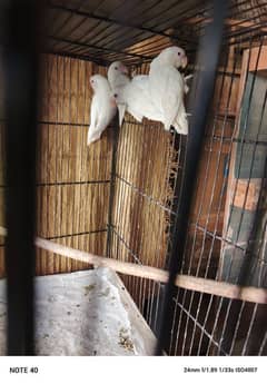albino red eye and creamino