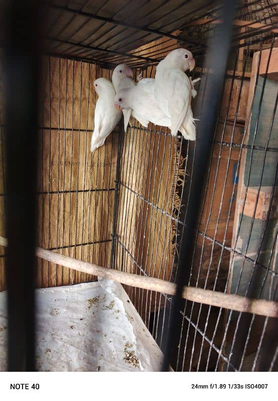 albino red eye and creamino 0