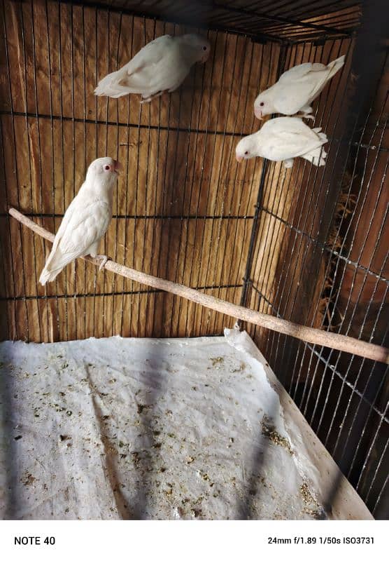 albino red eye and creamino 1