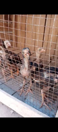 Aseel chicks top quality breed age 2month