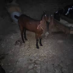 Nagri