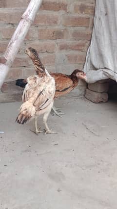 ASEEL BREADER FEMALE