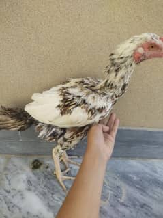 aseel cheena original
