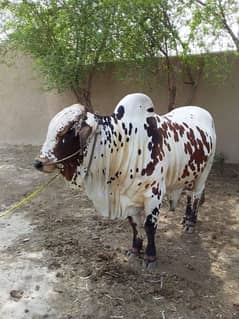 Qurbani