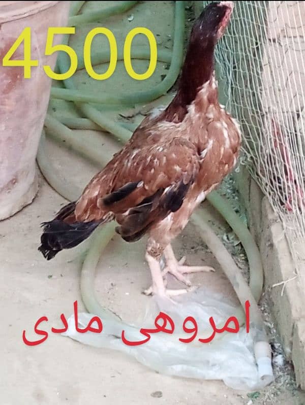 aseel murga 1