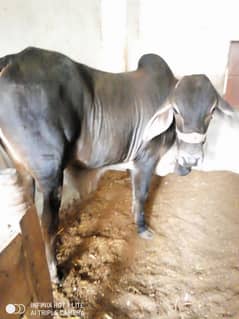 Qurbani