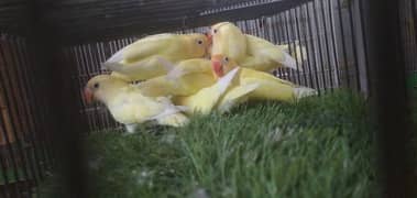 Albino/Cremino/Decino/Palefellow