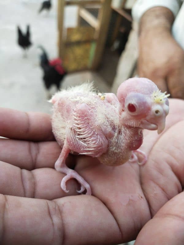 Cocktail health chicks Common white red eye 1