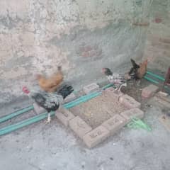 Desi murga 1 asel murgi1  2 Golden murgin