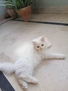 Cute Kitten