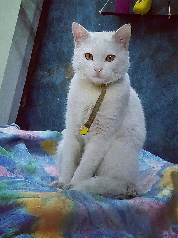 Persian cat  fully litter trand very friendly 0