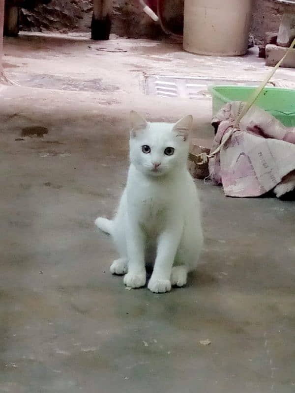 Persian cat  fully litter trand very friendly 1