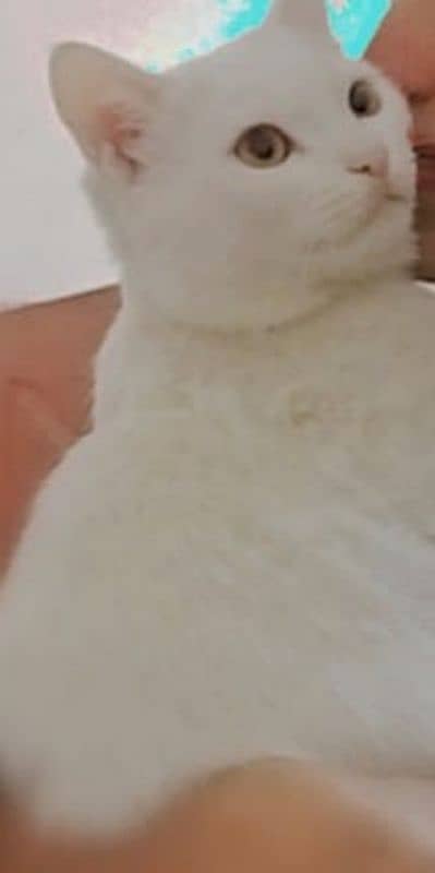 Persian cat  fully litter trand very friendly 2