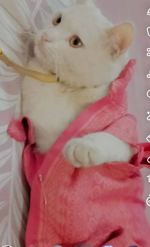 Persian cat  fully litter trand very friendly 3