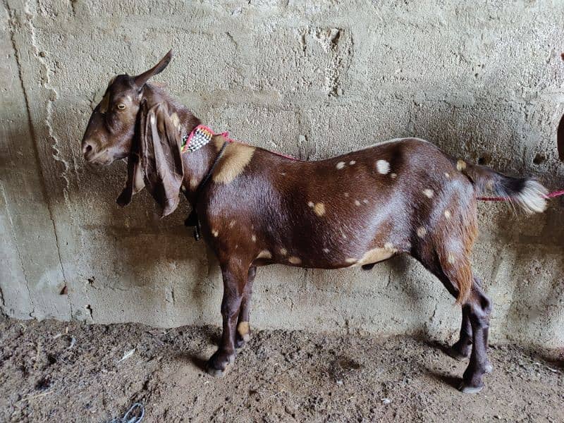 fresh 2 dant Bakra khassi 0