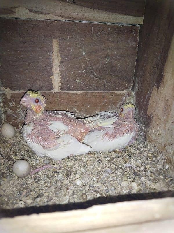 Cocktail health chicks Common white red eye 0