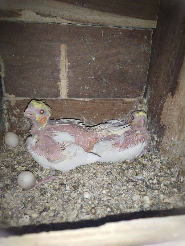 Cocktail health chicks Common white red eye 2