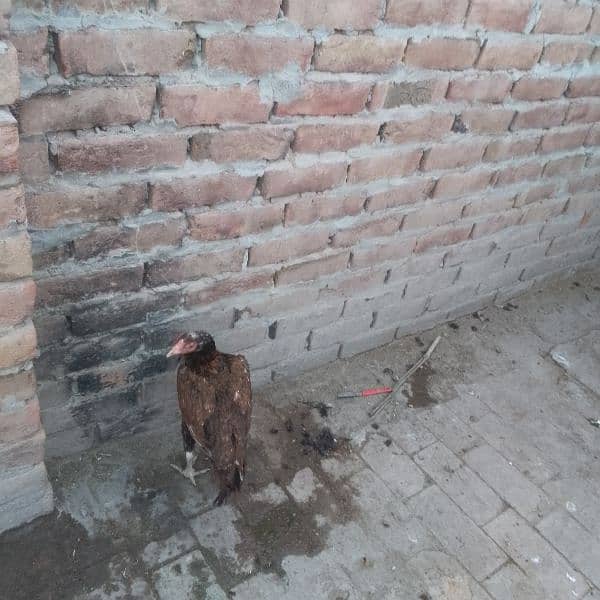 pure aseel mianwali 0