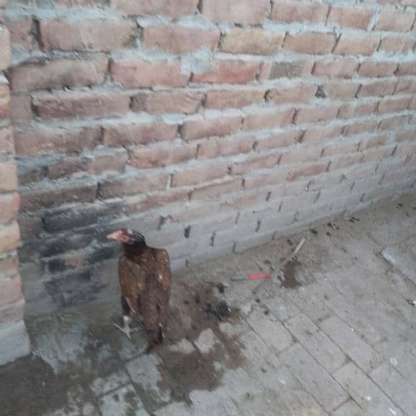 pure aseel mianwali 1