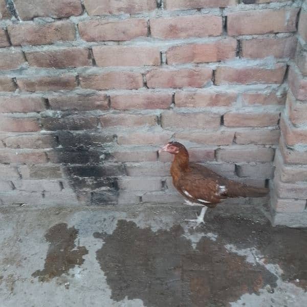 pure aseel mianwali 2