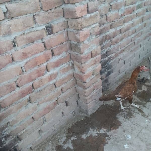 pure aseel mianwali 3