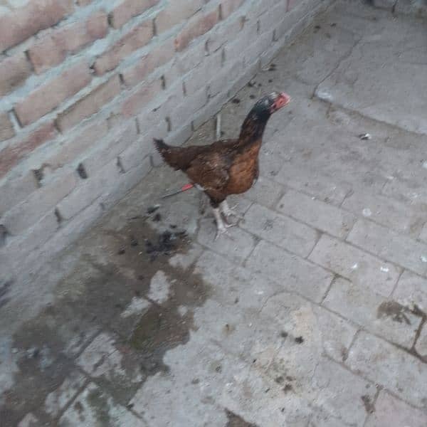 pure aseel mianwali 4