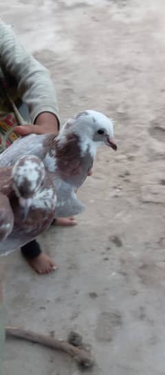 There are beautiful pigeon for order contact on WhatsApp 03493706505