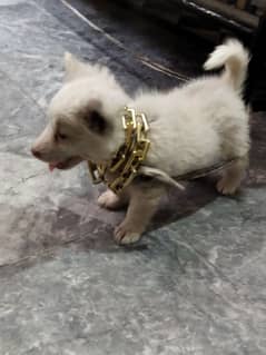 Russian dog for sale