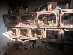 iron cage / rabbit cage /birds cage / hens cage / cage for sale