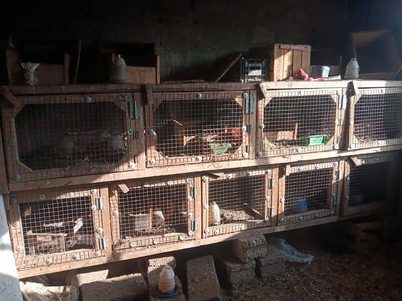 iron cage / rabbit cage /birds cage / hens cage / cage for sale 1
