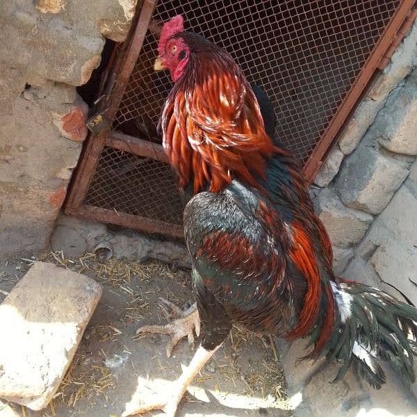 pure aseel mianwali 5