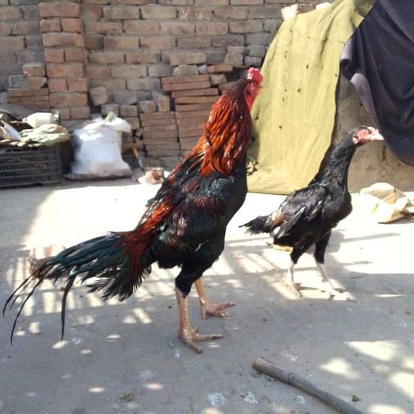 pure aseel mianwali 6