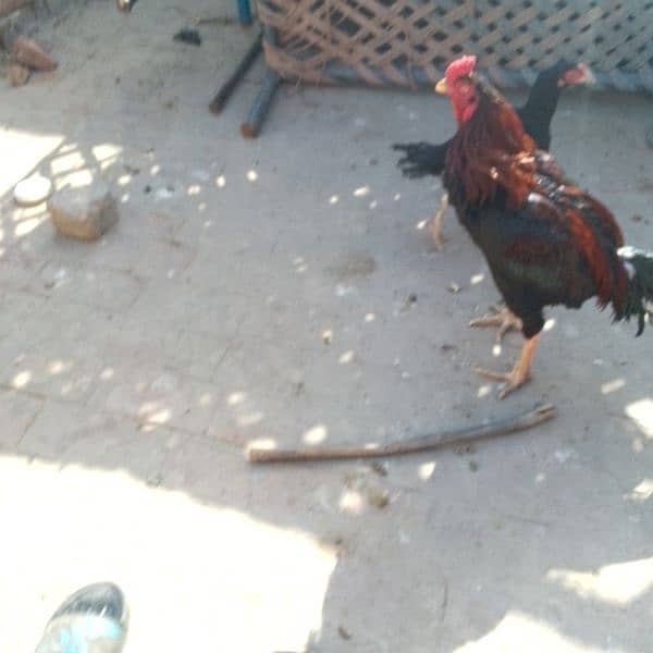 pure aseel mianwali 7