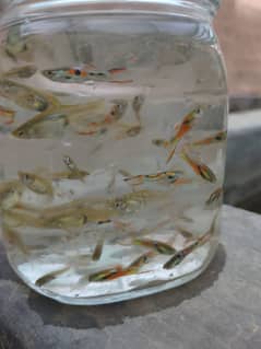Endler Guppies