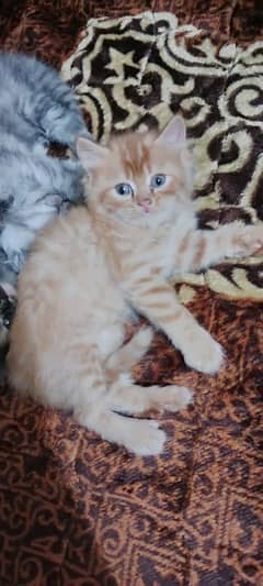 persian cats triple coat panch face