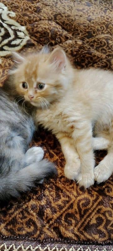 persian cats triple coat panch face 1