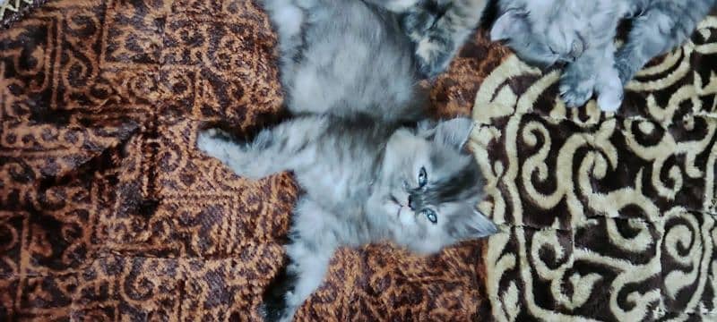 persian cats triple coat panch face 2