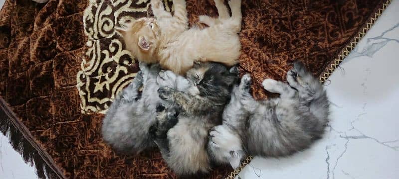 persian cats triple coat panch face 3