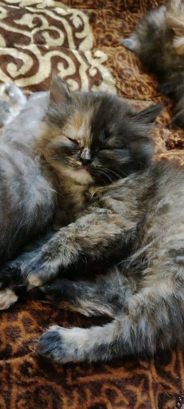 persian cats triple coat panch face 4
