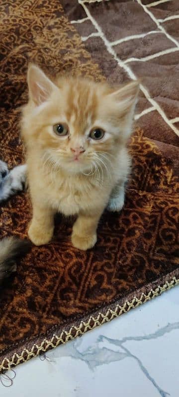 persian cats triple coat panch face 5