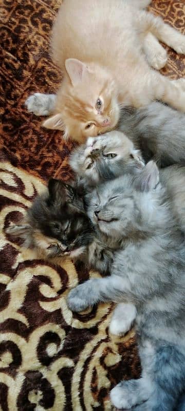 persian cats triple coat panch face 6