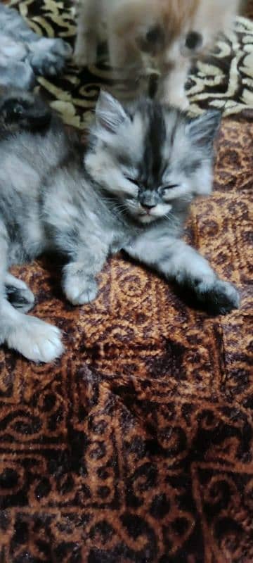 persian cats triple coat panch face 7