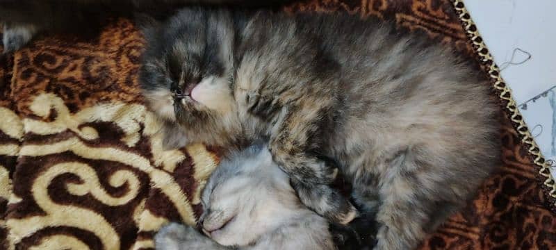 persian cats triple coat panch face 8