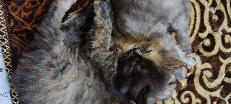 persian cats triple coat panch face 9