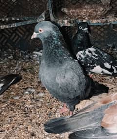 Neelay Kamangar and Ambersira Male