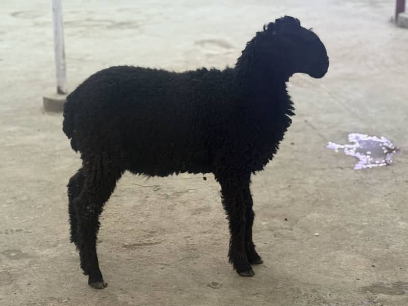 Black dumba jori 0